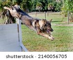 Police working dog training in...