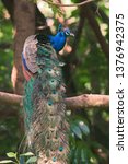 Small photo of The Indian peafowl or blue peafowl (Pavo cristatus) shwoing its majestic plumage April 2019 Mysuru, Karnataka, India Canon EOS 7D MII + EF 400mm f5.6L USM