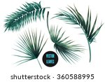vector tropical palm leaves ... | Shutterstock .eps vector #360588995