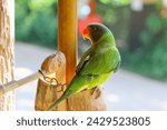 Small photo of Green wild parrot with pitiful eyes in Thailand He was caught and raised in front of the house with pitiful eyes.