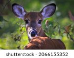 Small photo of Young Mule Deer, Kishwauketoe Nature Conservancy, Wisconsin