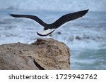 Pacific Gull Larus Pacificus...