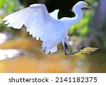 Great White Heron Egret Bird...