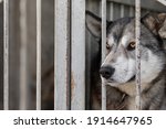 The Dog In The Cage Shelter...
