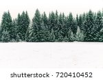 Spruce tree forest covered by fresh snow during Winter Christmas time. This winter scene is almost duotone due to the contrast between the frosty spruce trees, white snow foreground and white sky.