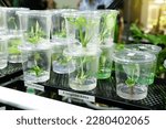 Small photo of Alocasia longiloba aurea, Philidendron spiritus sancti saplings in a glass jar, saplings in the plant shop.