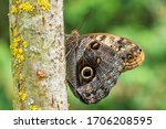 Giant Owl Butterfly    Caligo...
