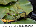Emperor Dragonfly   Anax...