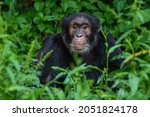 Common Chimpanzee - Pan troglodytes, popular great ape from African forests and woodlands, Kibale forest, Uganda.