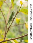 Small photo of Chameleon - Furcifer bifidus, beautiful green chameleon endemic in Madagascar forests.