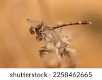 Hooktail Dragonfly  ...