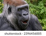 Small photo of Western gorilla - Gorilla gorilla, iconic large critically endangered ape from African tropical forests, Gabon.