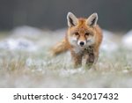 Red Fox   Vulpes Vulpes