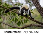 Black And White Ruffed Lemur  ...