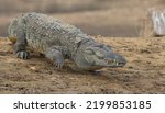 Small photo of Crocodile walking on land; Crocodile sliding on land; croc walking into the water; crocodile walking across land; crocodiles resting; mugger crocodile from Yala national park Sri Lanka
