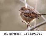A Female Common Sparrow That...