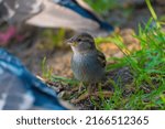 Small photo of A young sparrow is looking for food among the grass on the lawn. A small gray bird looks warily into the camera.