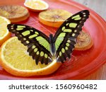 Green With Black Butterfly On A ...