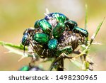 Group Of Beetles Of Cetonia...