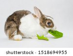 Small photo of Grey and white dwarf rabbit with blue eyes bite in two green sappy dandelion leaf on white background
