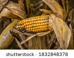 A Forgotten Ear Of Corn Left In ...