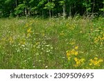 Small photo of Field full of wildflowers with daisies butterweed fleabane and tall grasses with a forest in the background alongside the road on a sunny day in late spring