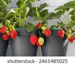 Strawberry growing in a box....