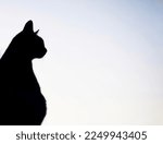 Silhouetted cat staring a night ...