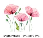 Watercolor Poppy Flowers....