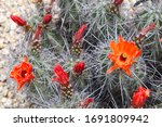 A Kingcup Cactus With Bright...