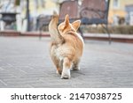 little corgi puppy playfully wags its tail and runs