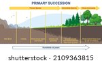 Primary Succession And...