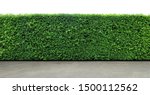 Small photo of Long tree hedge or fence trees with textured concrete floor in foreground. Upper part isolated on white background.
