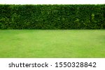 Small photo of Long tree hedge and green grass lawn. The upper part isolated on white background.