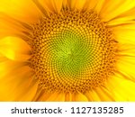 Sunflower Natural Background....