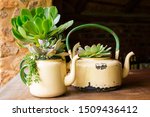 Zero waste look after the earth by recycling and upcycling old used goods. Succulents are planted in old kitchen utensils, tea pot and coffee pot. Recycled plant used for decoration in garden or house