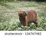Small photo of Sparkling white teeth I have. Pony in the middle of spring flowers sneezing or smiling, but anyhow making a funny face.