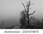Small photo of A tree in the fog. Tall, slender tree emerges from thick fog, evoking mystery. Isolated on a hidden road, an atmospheric scene blends beauty and danger, captivating with unsettling allure.