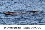 Small photo of A wooden boat sank. Collapse and problems concept.