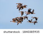 Flock of Taiga bean geese (Anser fabalis) in flight