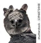Harpy Eagle Portrait From A...