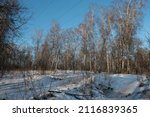 Birch Forest In The Snow...