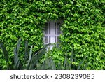 Small photo of Beautiful overgrown wall with Trachelospermum jasminoides (Confederate jasmine, southern jasmine, star jasmine, Confederate jessamine, Chinese star jasmine) with little window among them.