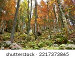 Colorful broadleaf, deciduous forest in yellow, orange and red autumn colores with beech and sycamore maple trees with ferns and rocks covering the ground
