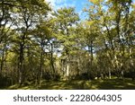 Small photo of Turkey oak (Quercus cerris) forest with a watch tower bellow the trees