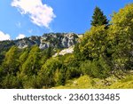 Small photo of Precipice bellow Kepa mountain in Karavanke, Slovenia and conifer larch and spruce and broadleaf rowan trees bellow