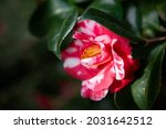 Incredible beautiful camellia   ...