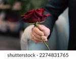 A red rose in a woman's hand. Close-up. Soft focus