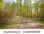 A little girl in a bright orange hat is running (running away) on a winding bike path made of sand and gravel through a forest of birches, fir trees, pines and bushes on a clear sunny day.