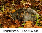 A Box Turtle Eating Muscadines